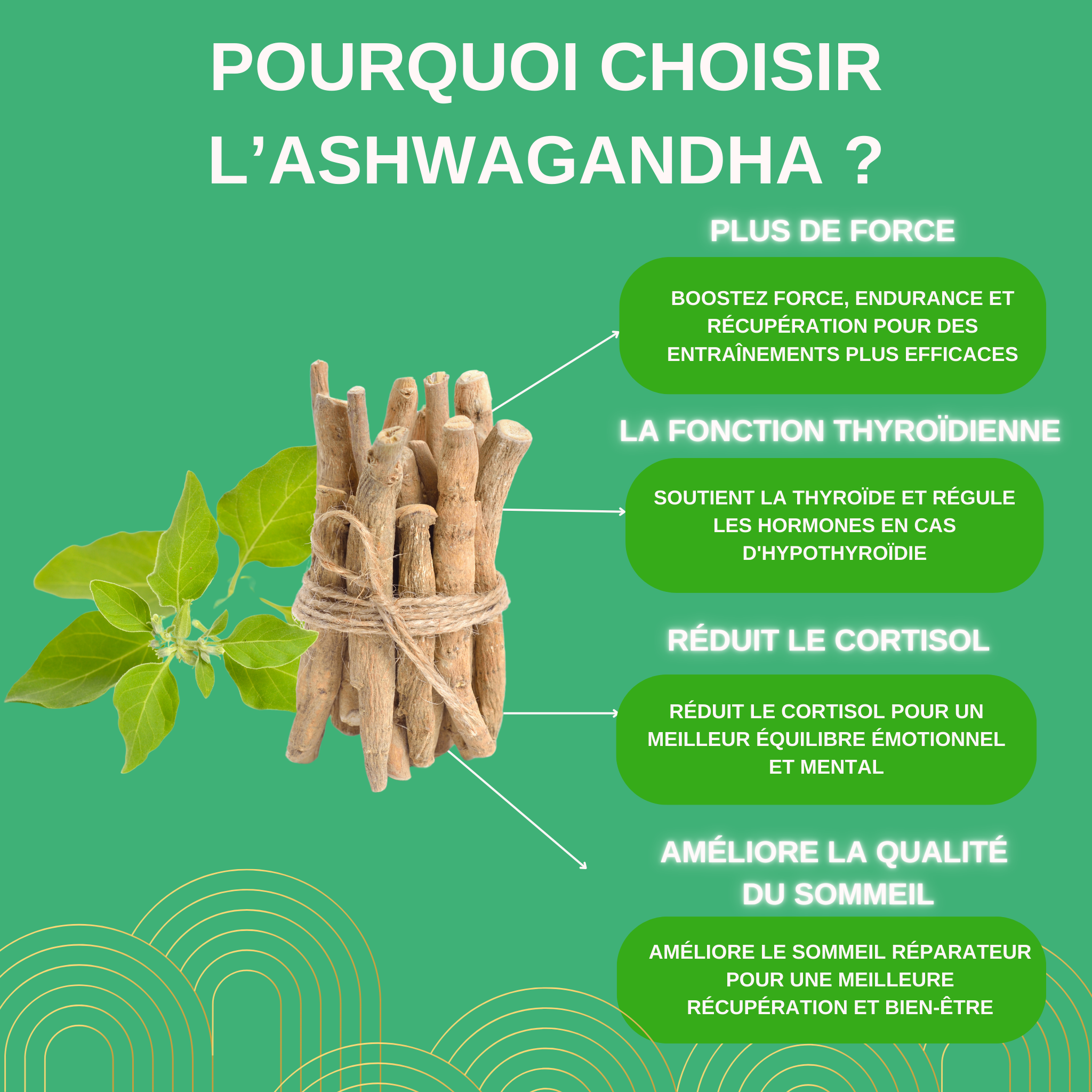 L’Ashwagandha